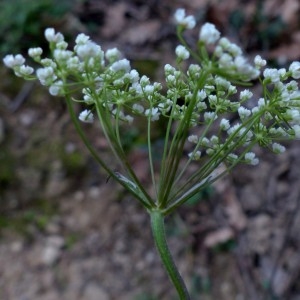  - Ptychotis saxifraga (L.) Loret & Barrandon [1876]