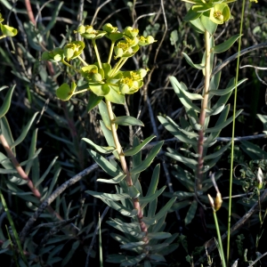 Photographie n°2348281 du taxon Euphorbia nicaeensis All. [1785]