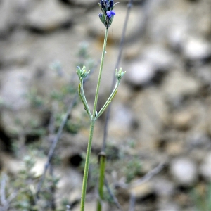 Photographie n°2348296 du taxon Lavandula latifolia Medik. [1784]