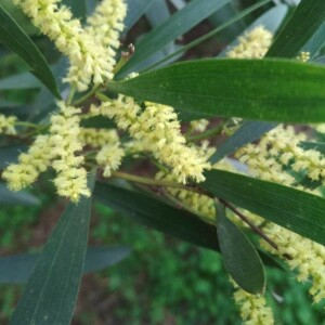 Photographie n°2348326 du taxon Acacia longifolia (Andrews) Willd. [1806]