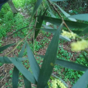 Photographie n°2348327 du taxon Acacia longifolia (Andrews) Willd. [1806]