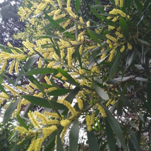 Photographie n°2348329 du taxon Acacia longifolia (Andrews) Willd. [1806]