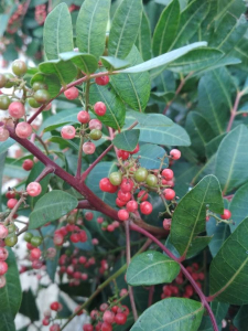 Mehdi Ahlamine, le 21 janvier 2020