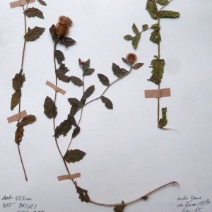 Photographie n°2348425 du taxon Centaurea pectinata L. [1763]