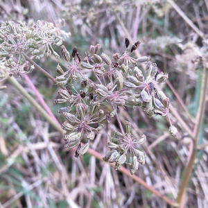 Photographie n°2348438 du taxon Angelica heterocarpa J.Lloyd [1859]