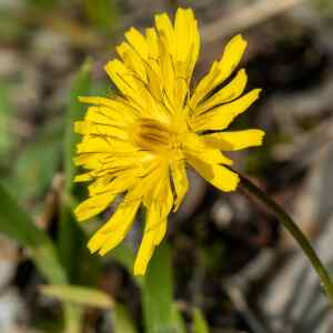 Photographie n°2348458 du taxon Crepis sancta (L.) Bornm. [1913]