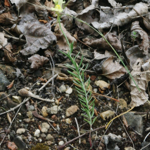 Photographie n°2348524 du taxon Linaria simplex (Willd.) DC. [1805]