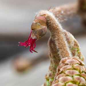 Photographie n°2348702 du taxon Corylus avellana L. [1753]