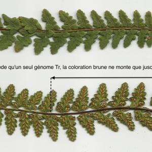 Photographie n°2348715 du taxon Asplenium x pagesii subsp. guichardii (Litard.) Viane, Boudrie, Rasbach & K.Rasbach [2003]