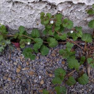 Photographie n°2348728 du taxon Veronica cymbalaria Bodard [1798]