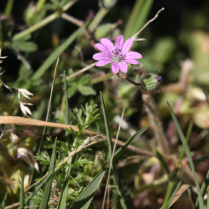 Photographie n°2348789 du taxon Geranium molle L. [1753]