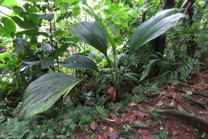 Claire Felloni, le 25 janvier 2020 (Capesterre-Belle-Eau (Grand Etang))