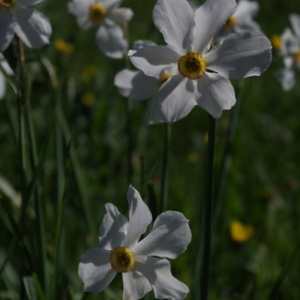 Photographie n°2348907 du taxon Narcissus poeticus L. [1753]