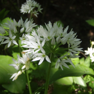 Photographie n°2348910 du taxon Allium ursinum L. [1753]