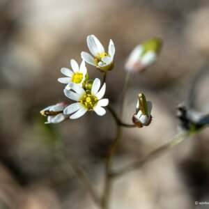 Photographie n°2348912 du taxon Draba verna L. [1753]