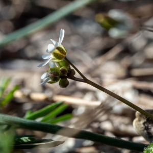 Photographie n°2348915 du taxon Draba verna L. [1753]