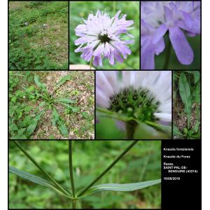 Knautia basaltica var. foreziensis (Chassagne & Szabó) Breton-Sintès (Knautie du Forez)