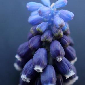 Photographie n°2348967 du taxon Muscari neglectum Guss. ex Ten. [1842]