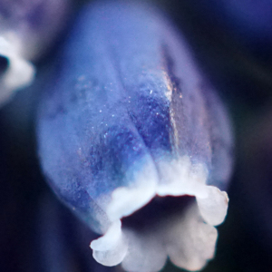 Photographie n°2348969 du taxon Muscari neglectum Guss. ex Ten. [1842]