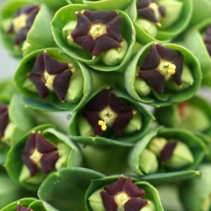 Photographie n°2349018 du taxon Euphorbia characias L.