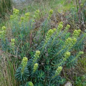 Photographie n°2349022 du taxon Euphorbia characias L.