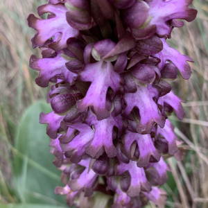 Photographie n°2349039 du taxon Himantoglossum robertianum (Loisel.) P.Delforge [1999]