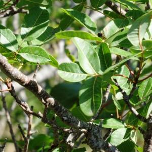 Photographie n°2349087 du taxon Pistacia terebinthus subsp. terebinthus