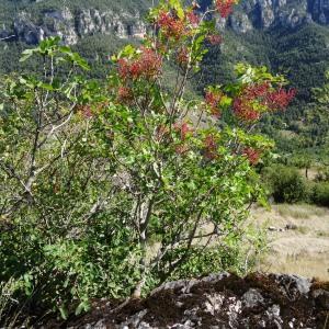 Photographie n°2349088 du taxon Pistacia terebinthus subsp. terebinthus