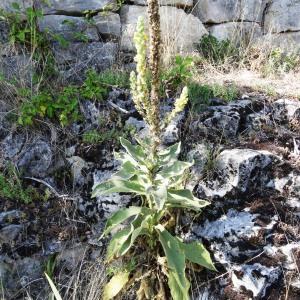 Photographie n°2349096 du taxon Verbascum thapsus L. [1753]