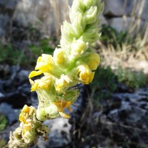 Photographie n°2349097 du taxon Verbascum thapsus L. [1753]