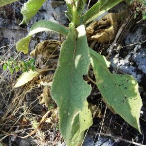 Photographie n°2349098 du taxon Verbascum thapsus L. [1753]