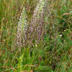 Photographie n°2349105 du taxon Himantoglossum hircinum (L.) Spreng.