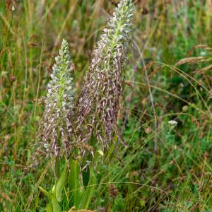 Photographie n°2349106 du taxon Himantoglossum hircinum (L.) Spreng.