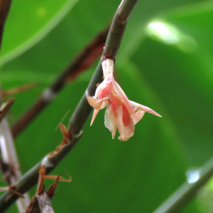 Ischnosiphon arouma (Aubl.) Körnicke (Arouma)