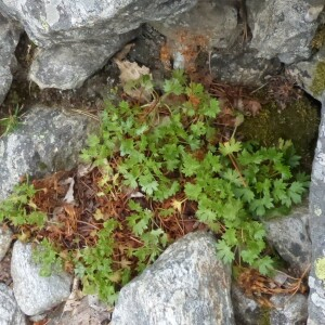 Photographie n°2349282 du taxon Saxifraga geranioides L. [1755]