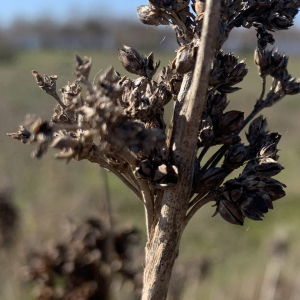 Photographie n°2349349 du taxon Juncus acutus L. [1753]