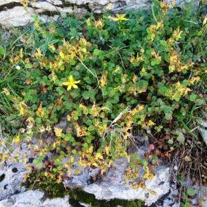 Photographie n°2349429 du taxon Hypericum nummularium L. [1753]