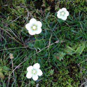 Photographie n°2349442 du taxon Parnassia palustris L. [1753]