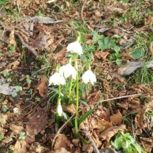 Photographie n°2349498 du taxon Leucojum vernum L. [1753]