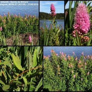  - Spiraea x billardii Herincq [1857]