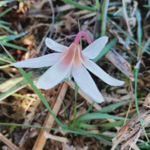 Photographie n°2349554 du taxon Erythronium dens-canis L. [1753]