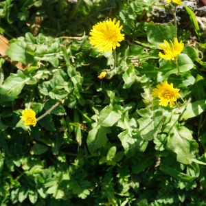 Photographie n°2349556 du taxon Crepis sancta (L.) Bornm. [1913]