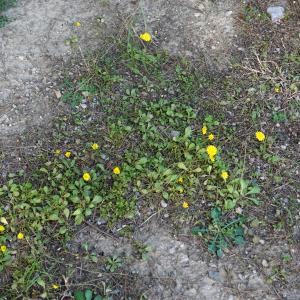 Photographie n°2349562 du taxon Crepis sancta (L.) Bornm. [1913]