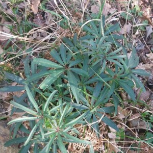 Photographie n°2349576 du taxon Helleborus foetidus L. [1753]