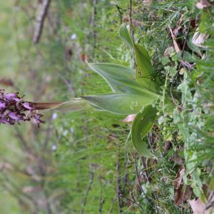  - Himantoglossum robertianum (Loisel.) P.Delforge [1999]