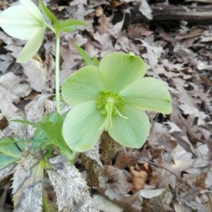 Photographie n°2349607 du taxon Helleborus niger L. [1753]