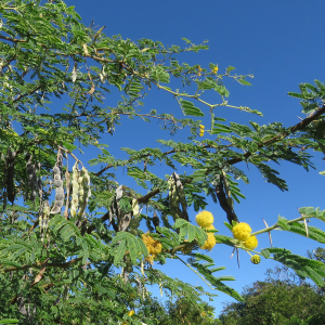  - Acacia nilotica (L.) Willd. ex Delile [1813]