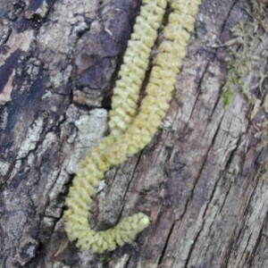 Photographie n°2349621 du taxon Corylus avellana L. [1753]