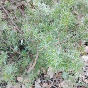 Photographie n°2349629 du taxon Juniperus communis L. [1753]