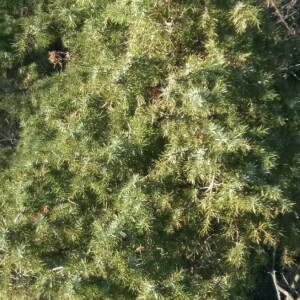 Photographie n°2349631 du taxon Juniperus communis L. [1753]
